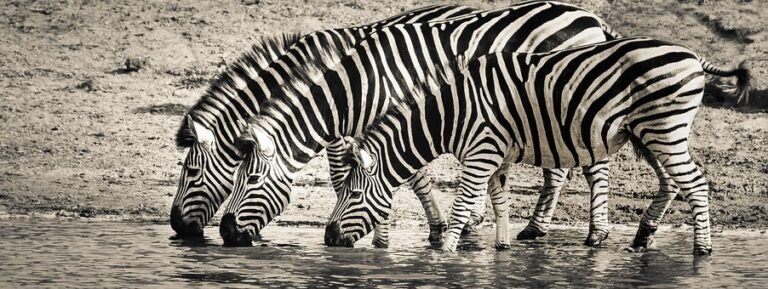 What did you say it receipts to defend the world's greatest scarce zebra?