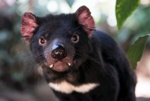 Tasmanian devils are making a comeback on Australia's mainland.  Seven infant Tasmanian devils, called joeys, were lately born at a wildlife refuge in New South Wales.  It is the first-time infant devils were created to the mainland at 3,000 years because dying out.  The infant marsupials are all about the size of shelled peanuts within their mothers' pouches.  As soon as they're grown, they could really help the environment, according to investigators.  Their reintroduction can help control populations of feral cats and foxes that search other species that are endangered.