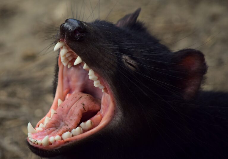 Tasmanian devils born on Australian mainland for first time in 3,000