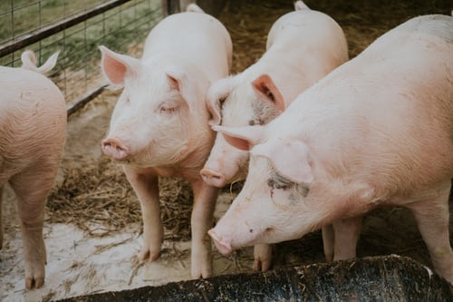 DA teams up with Thai agri Business for hog industry's revival program
