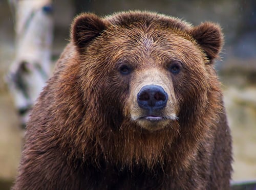 Colorado: Woman killed in apparent bear attack