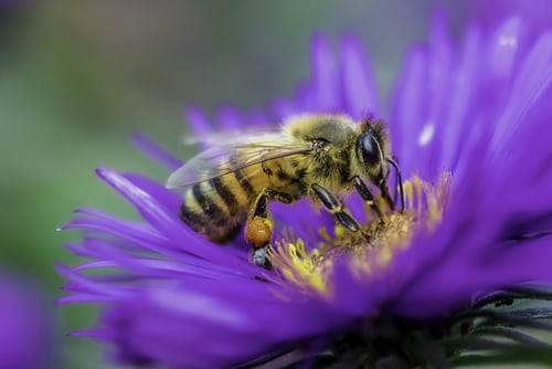 5 Astonishing things about bees on World Bee Day