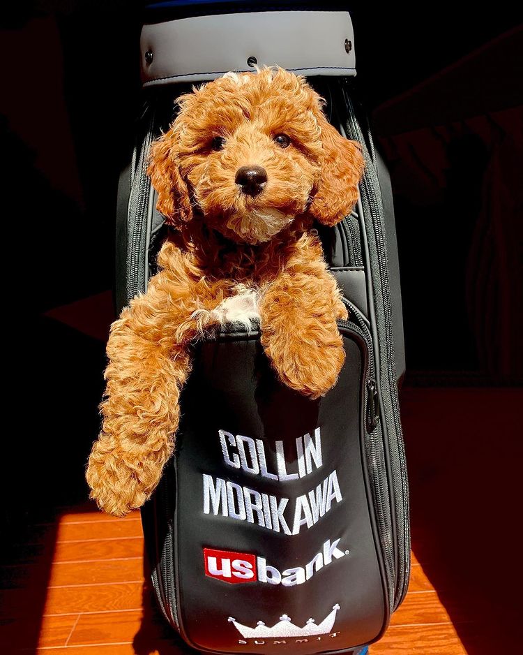 The Custom Pet Headcovers of Louisville Company are a hit with golfers
