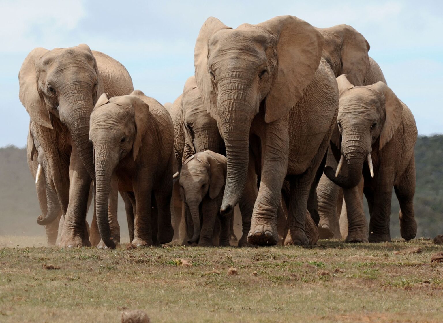 Elephant herd razes 500-kilometer Route of destruction Following