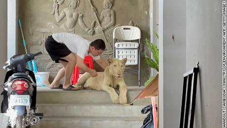 After spotting the pet lion on TikTok, Cambodian authorities seize it