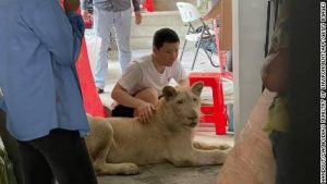After spotting the pet lion on TikTok, Cambodian authorities seize it
