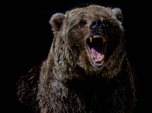 Bear shot dead Following Assaulting four Individuals in a residential Place in Japan