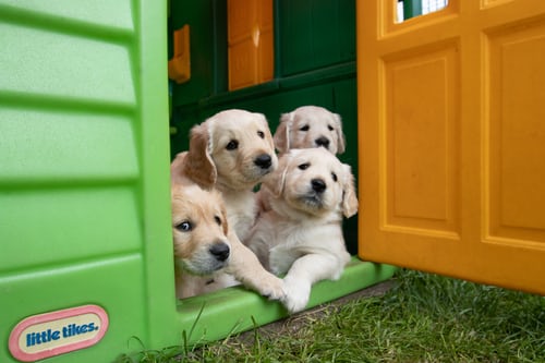 Puppies are born Prepared to Socialize with people, study finds