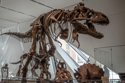 New Species of Largest Dinosaur Located in Australia