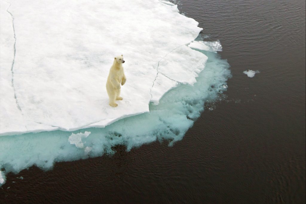 'Last Ice Area' in the Arctic may not survive climate change Daily