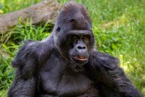 chimpanzee attack gorillas