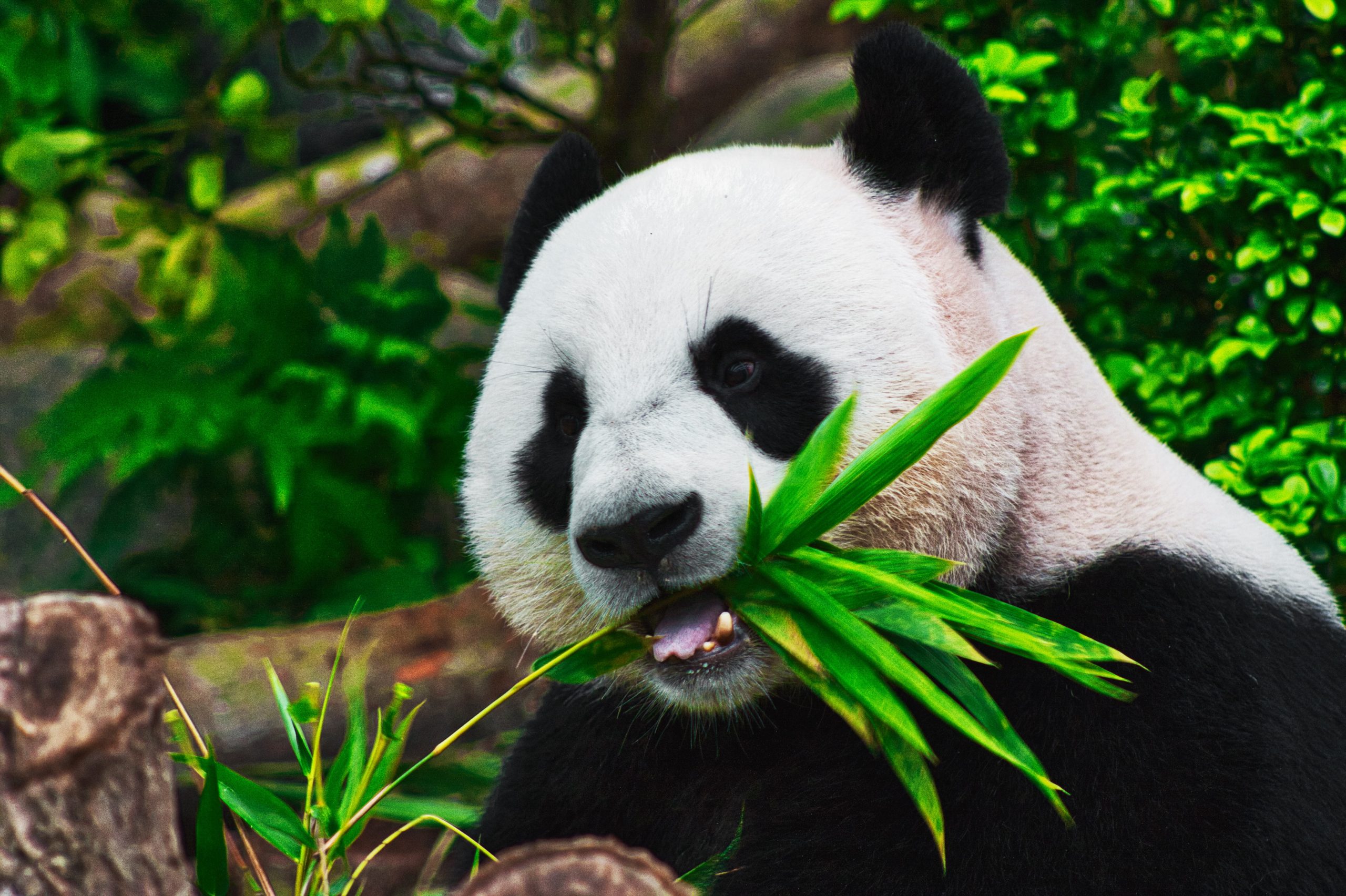 China claims that giant pandas are now safe from extinction thanks to its conservation efforts