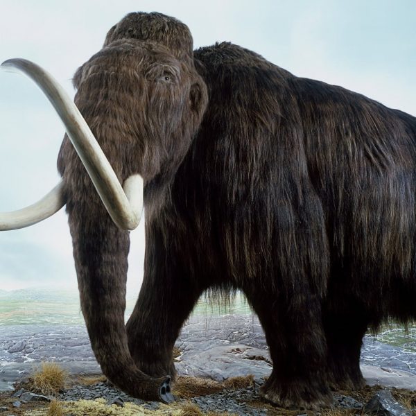 Researchers retraced a woolly mammoth's steps 17,000 years after it ...