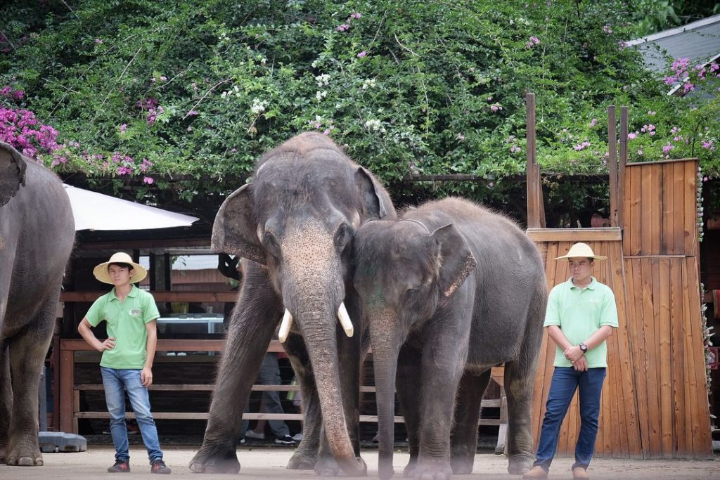 One year and hundreds of miles later, China's wandering elephants