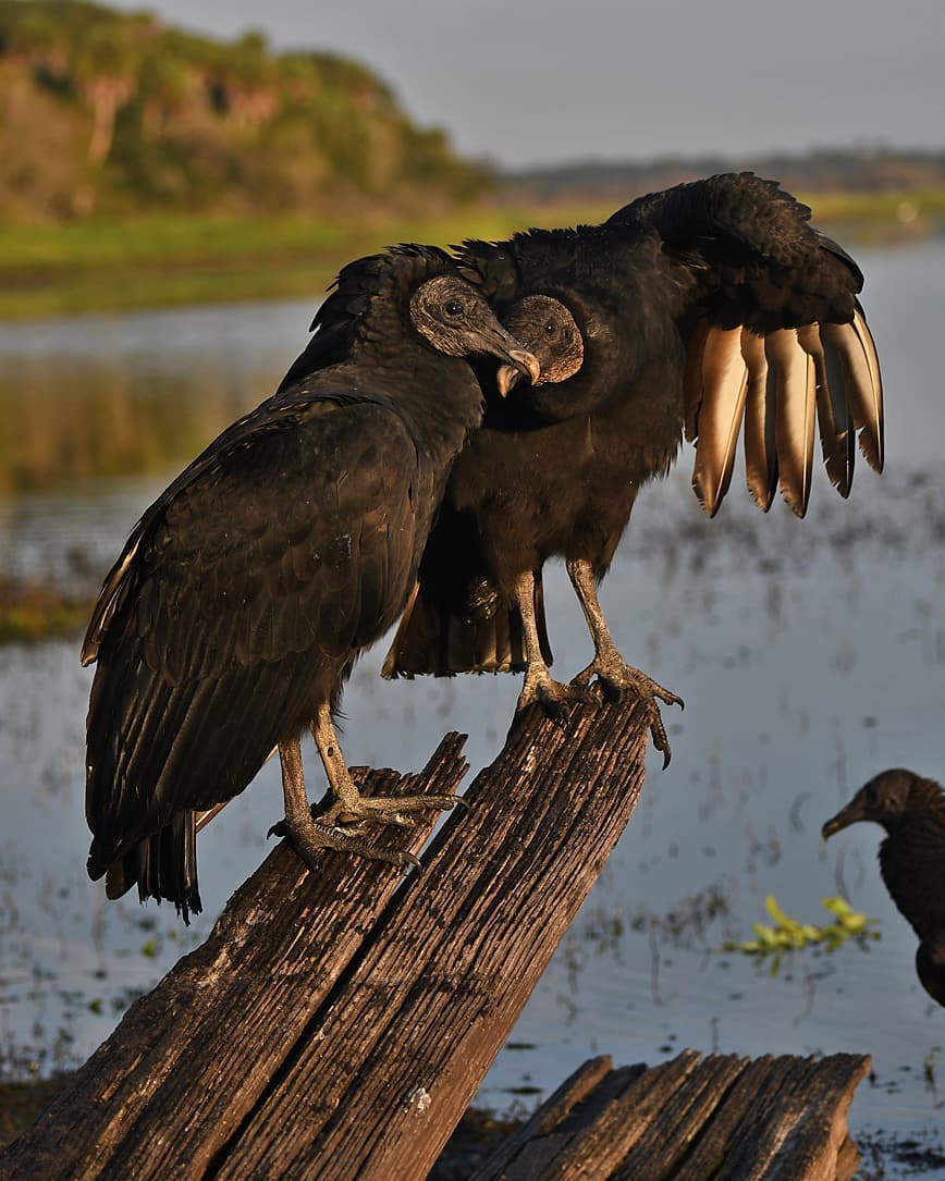 Black vultures are eating cows alive. Now some farmers can legally