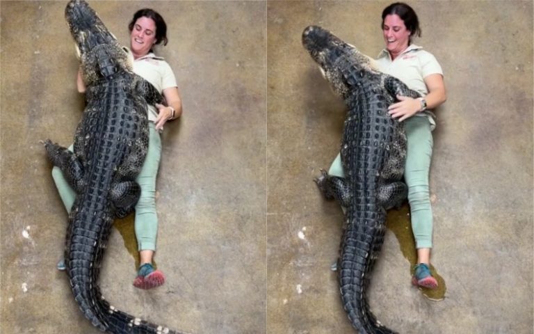 Woman Hugs 200lb Alligator in Wild Viral Video: 'So Dangerous for No ...