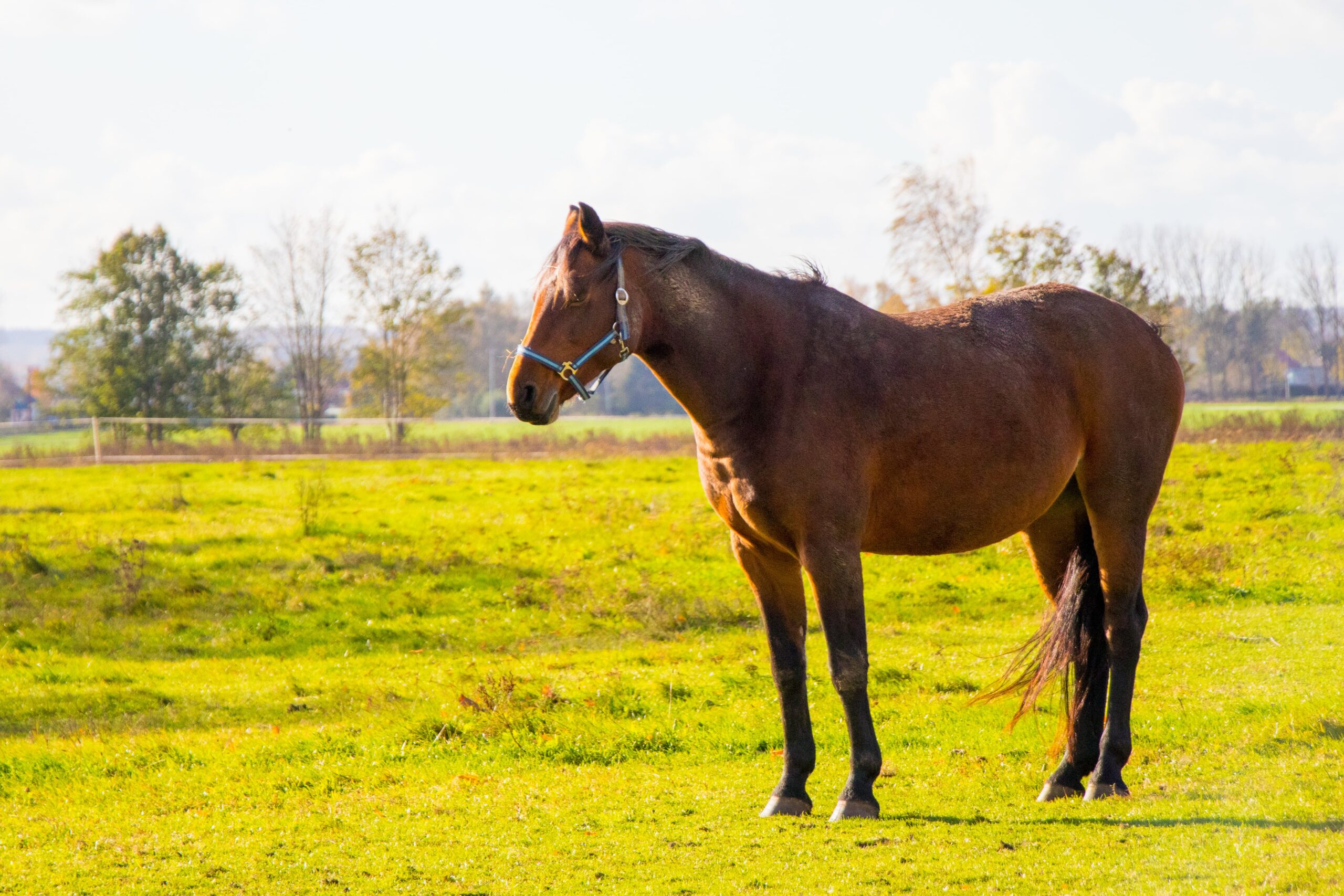 Picture of a beautiful brown horse on grass