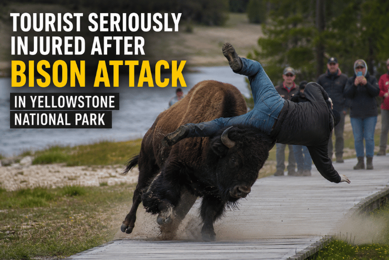 Tourist Seriously Injured After Bison Attack in Yellowstone National Park