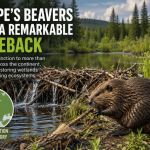 Europe’s Beavers Stage One of the Greatest Wildlife Comebacks in Modern History