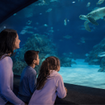 Oklahoma Aquarium Hosts a Quiet Night for Families Seeking a Calmer Experience