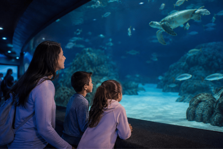 Oklahoma Aquarium Hosts a Quiet Night for Families Seeking a Calmer Experience