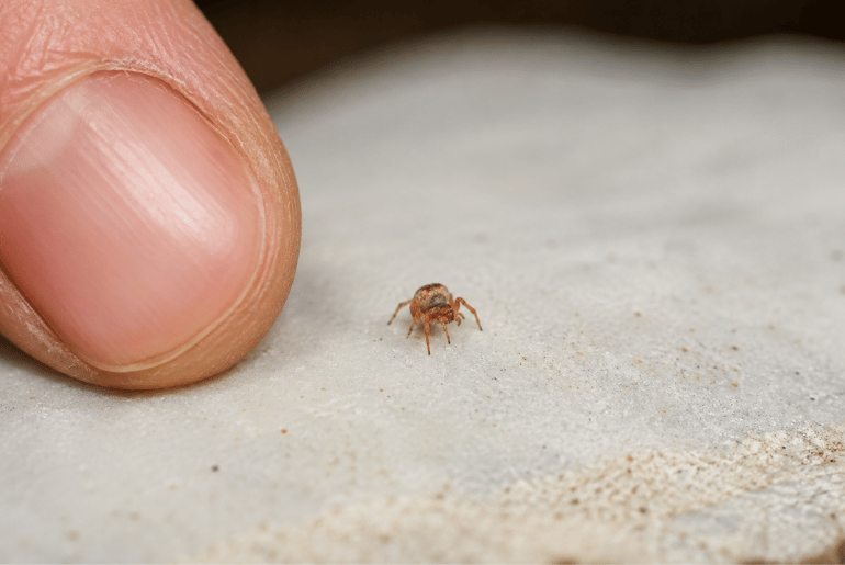 Scientists Discover a Tiny New Species in Los Angeles