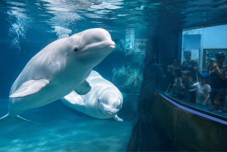 Seven Rescued Beluga Whales Arrive at SeaWorld San Antonio After Major Relocation