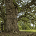 South Carolina Is Working to Save a 300 Year Old Tree That Witnessed the Revolutionary War