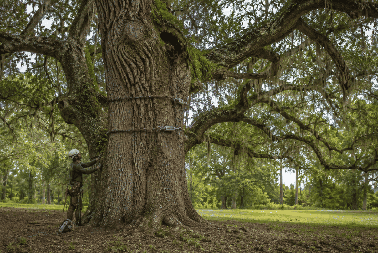 South Carolina Is Working to Save a 300 Year Old Tree That Witnessed the Revolutionary War