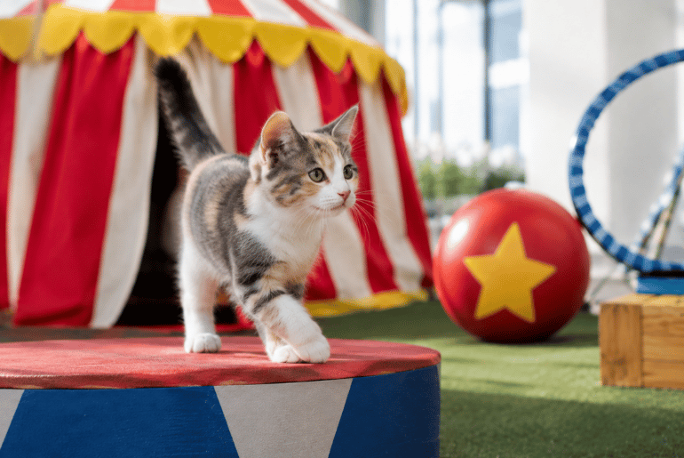 Bumbershoot Cat Circus Brings Adoptable Rescue Cats to Seattle Festival