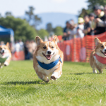 Corgi Con Returns to Pleasanton for a Day of Corgi Chaos