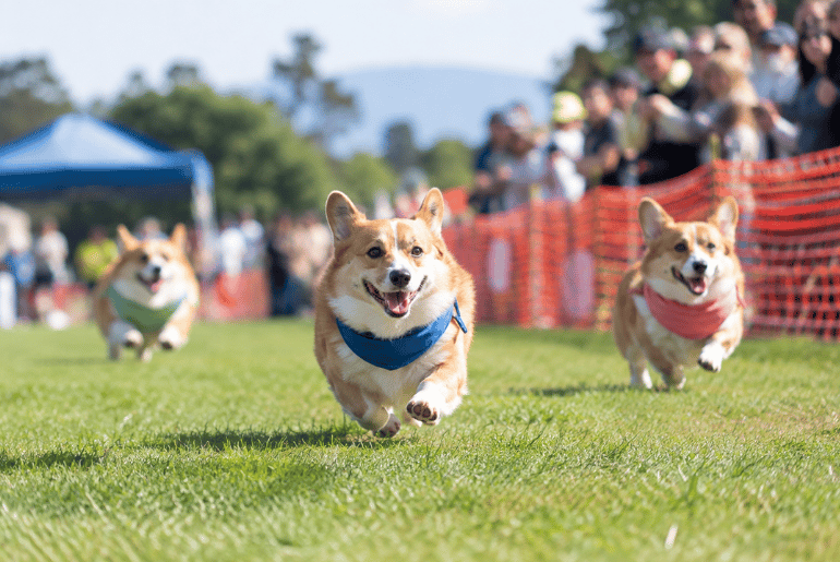 Corgi Con Returns to Pleasanton for a Day of Corgi Chaos