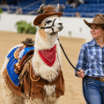 Minnesota State Fair Llama and Alpaca Costume Contest Delivers a Wildly Creative Night