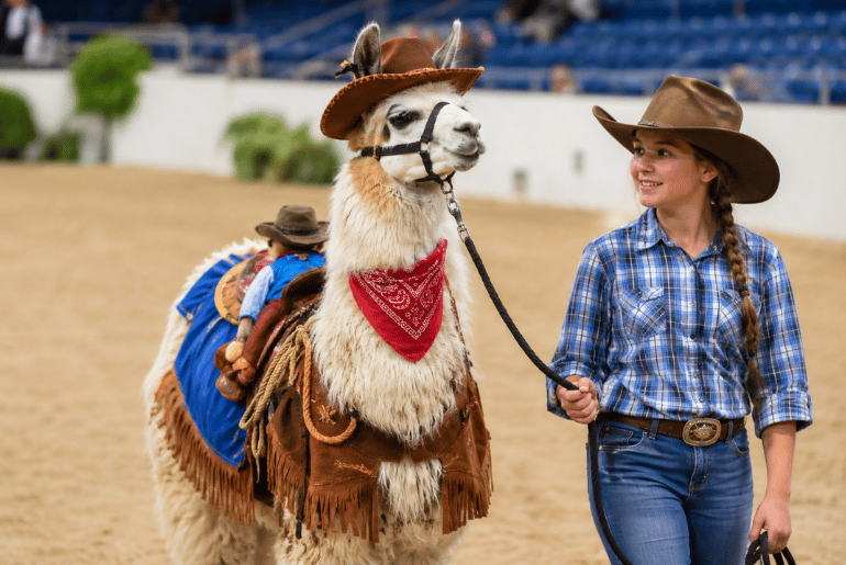Minnesota State Fair Llama and Alpaca Costume Contest Delivers a Wildly Creative Night